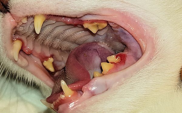 Zahnreinigung - Zahnsanierungen bei Katzen