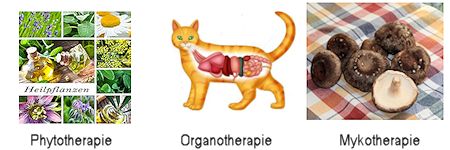Tierarzt Therapieformen Phytomedizin, Organotherapie, Mykotherapie